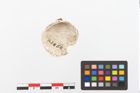 Foto von Muschelschale (NHMW-PRAE-023864)